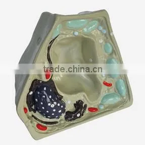 Model of Plant Cell thumbnail-1