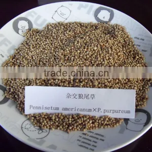 South Region Main Forage Pennisetum Americanum P.purpureum Seed thumbnail-1