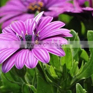 Ecklonis, Osteospermum, Flower Seeds , Herb Seed,vegetalbe Seed,fruit Seed,grass Seed thumbnail-2
