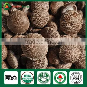 Fresh Dried Shiitake Mushroom Cultivation Lentinula Edodes Growing Export to Farm thumbnail-2