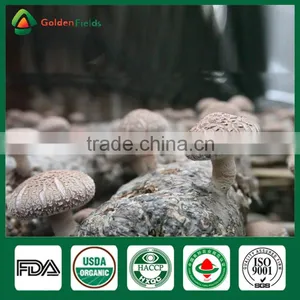 Prices for Shiitake,Shiitake Mushrooms 1kg, Edible Mushrooms thumbnail-5