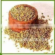 Split Coriander Seeds thumbnail-1