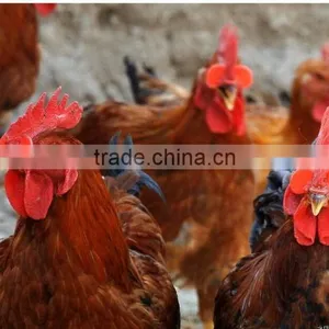 Wholesale Chicken Protecting Glass Eye Cover Plastic Chicken Glasses thumbnail-5