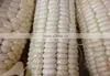 MAIZE thumbnail-1