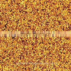Australian Clover Seeds thumbnail-1