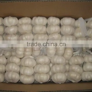 Fresh Jinxiang Garlic thumbnail-1