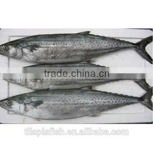 Sea Frozen Atlantic Mackerel Scomber Scombrus on Sale thumbnail-1