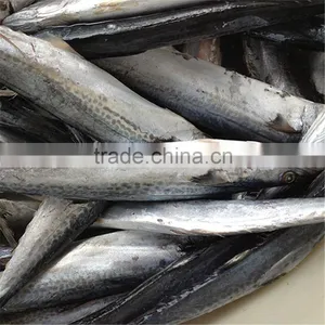 Indo-Pacific King Mackerel thumbnail-1
