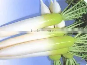 Selling Fresh Radish thumbnail-1