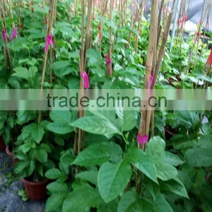 Passiflora Edulis Sims Seedling thumbnail-3