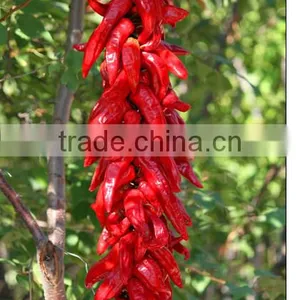 China Best Quality Chaotian Chili/red Chillies thumbnail-2