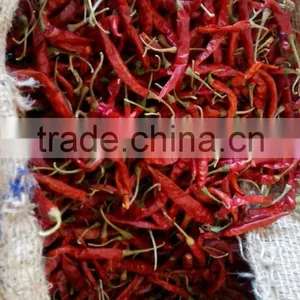 Red Chilli thumbnail-1