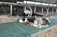 HOT!!! Free Samples EVA Cow Mat/ EVA Puzzle C/EVA Rubber Mat thumbnail-3