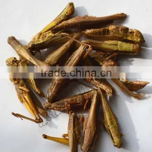 Animal Feed Dried Grasshopper thumbnail-1