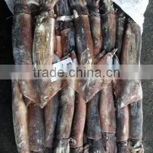 Frozen Illex Argentinus Squid thumbnail-5