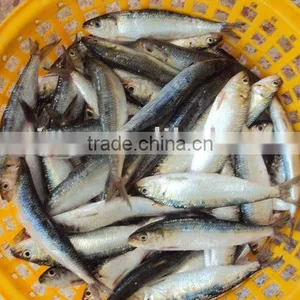 Frozen Sardine thumbnail-2