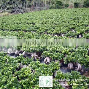 Ficus Gingseng Bonsai Tree thumbnail-1