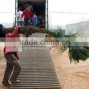 Trachycarpus Fortunei Loaded thumbnail-1