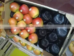 PP Nest Liner For Stone Fruit thumbnail-1