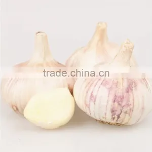 Wholesale Chinese Purple and White Garlic thumbnail-6