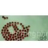 Pyrography Diamond-1 thumbnail-1