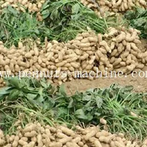 Peanut Harvesting Machine thumbnail-2