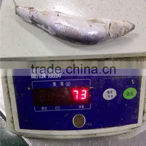 Grade A Sea Frozen Sardine Sardinella Longiceps for Canning thumbnail-1