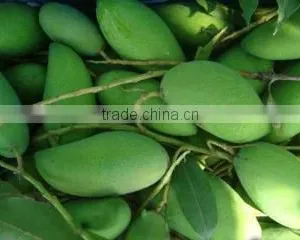Green Mango thumbnail-1