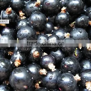 Frozen Black Currant Fruit Powder Extract thumbnail-1