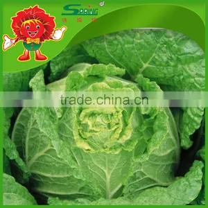 2014 New Harvested Fresh Cabbage / Chinese Cabbage thumbnail-1