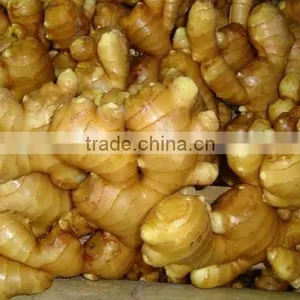 Market Price for Fat Ginger on Sale thumbnail-1