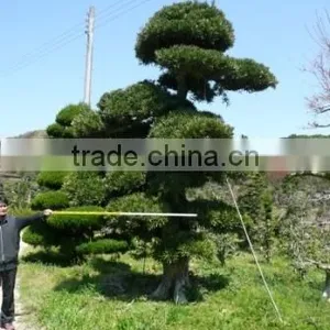 Bonsai Tree thumbnail-1