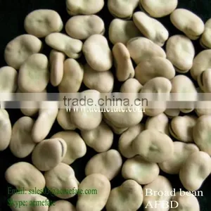 Broad Beans/horse Beans/fava thumbnail-1