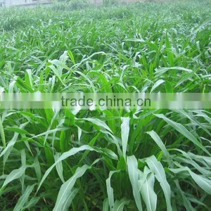 Gaodan Grass Seeds Sorghum Sudan Grass Seeds Sorghum Hybrid Sudan Grass Seeds For Growing thumbnail-3