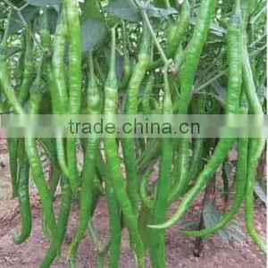 Hybrid Chili Pepper Seeds for Growing-PS009A thumbnail-1