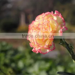 Fresh Cut Flower Carnation Dianthus Caryophyllus thumbnail-4