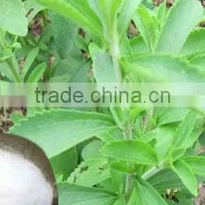 Chinese Stevia Leaves Extract Powder 95% thumbnail-1