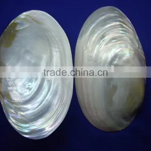 Polished Chinese River Shell thumbnail-1