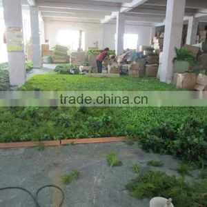Hot Sale Artificial Green Plant Wall/artificial Green Backdrop for Sale thumbnail-4