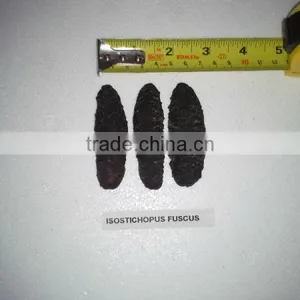 Isostichopus Fuscus thumbnail-3