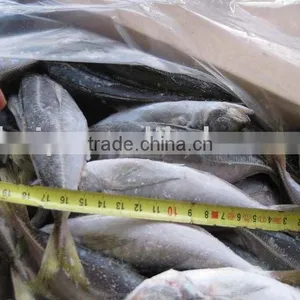 Frozen Horse Mackerel (fresh and Clean) thumbnail-1