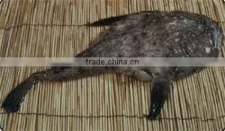 Monkfish thumbnail-1