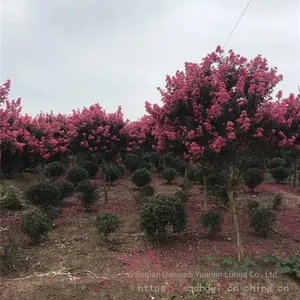 Price List of Crape Myrtle Trees in 2020 thumbnail-3