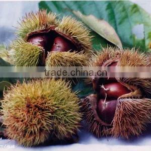 Low Price for Fresh Chestnut thumbnail-1