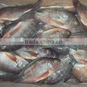 Whole Tilapia Fish thumbnail-1