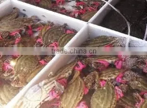 Good Quality and High Speed TPU/TPR /SBSrubber Hair Band Production Line Single, Double and Three Color Extrusion Machine thumbnail-1