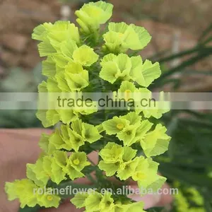 Promotional Dried Flowers Roses Flowers With 60-80cm Long From Yunnan, China thumbnail-1