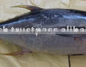 YELLOWFIN TUNA thumbnail-1