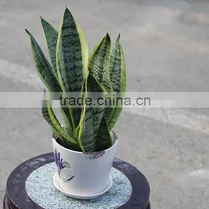 Sansevieria Hahaii,Sansevieria Surpeba, Sansevieria Laurentii thumbnail-4