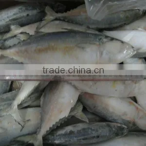 IQF Horse Mackerel thumbnail-1